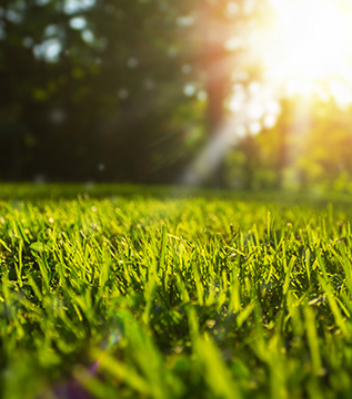 Lawn Care