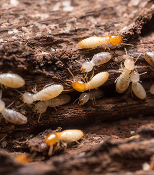 Termite