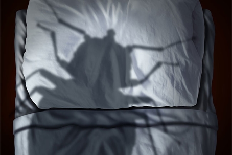 Bed Bug